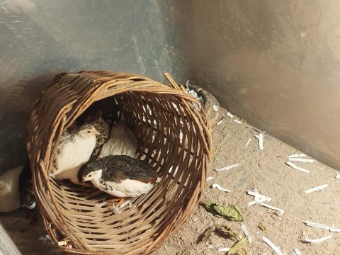 Egzotik hücre bıldırcını ve kuluçkalık yumurta
