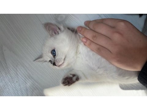 Gri british shorthair erkek