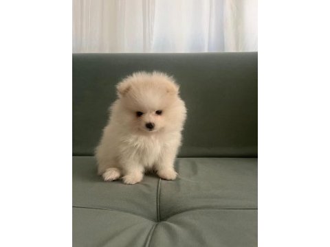 Pomeranian boo yavrumuz