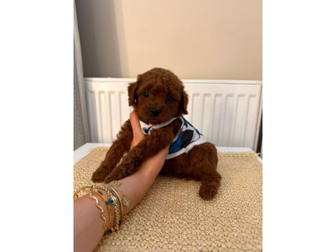 Baba kore anne toy red borow poodle