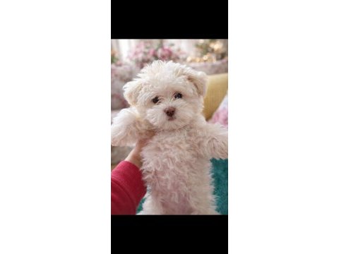 Son kalan erkek yavru köpekler