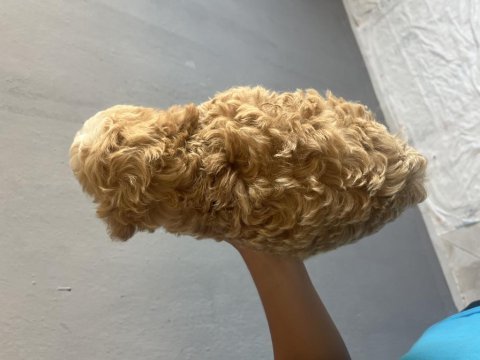 Safkan maltipoo bebekler