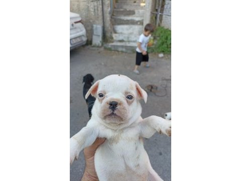 Anne altından muhteşem ırk güzeli french bulldog yavrular