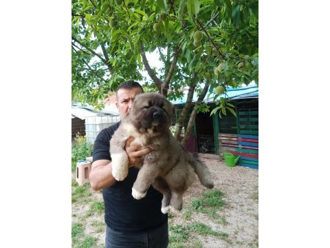 Kafkas çoban köpeği yavruları