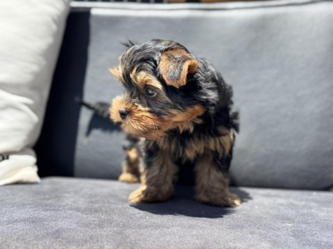 Anti allerjik tea cup yorkshire terrier yavrumuz