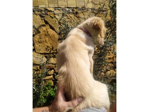 2,5 aylık golden retriever baby face yavru