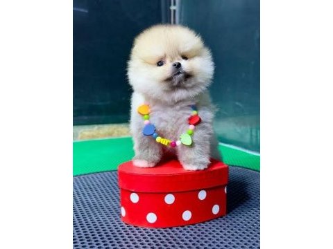 Safkan ayı suratlı pomeranian boo köpekler