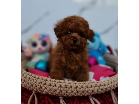 Şecereli mini boy toy poodle yavrularımız