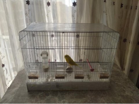 Sarı erkek yavru muhabbet kuşu