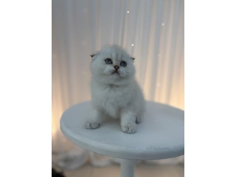Scottish fold yavrular