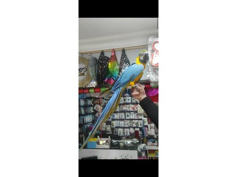 Full evcil sarı lacivert macaw papağanımız gelmiştir