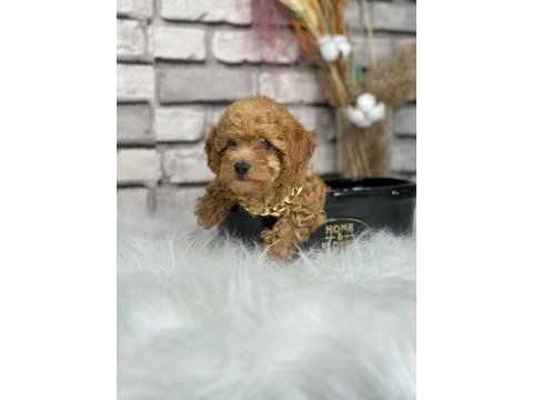 A kalite toy poodle yavrularım