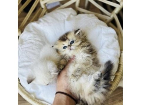 Golden british longhair yavrusu