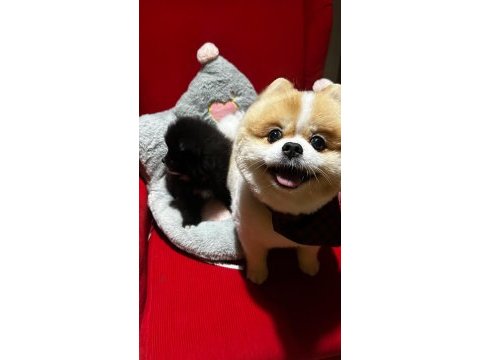 Pomeranian yavrularımız