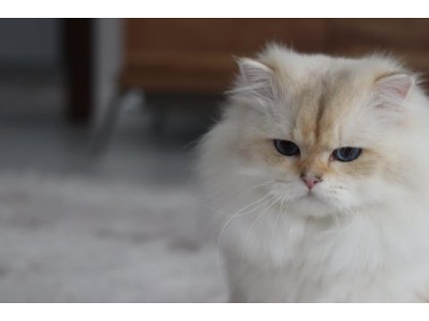 British longhair erkek 3.5 yaşında ny1133