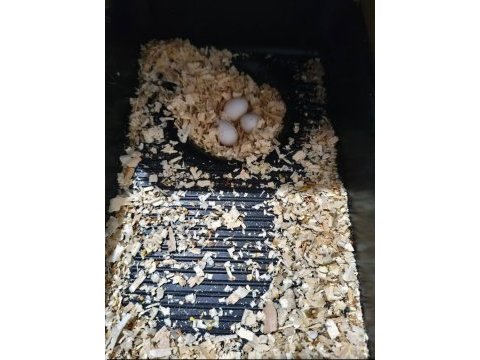 Acil satılık takım sultan papağanı