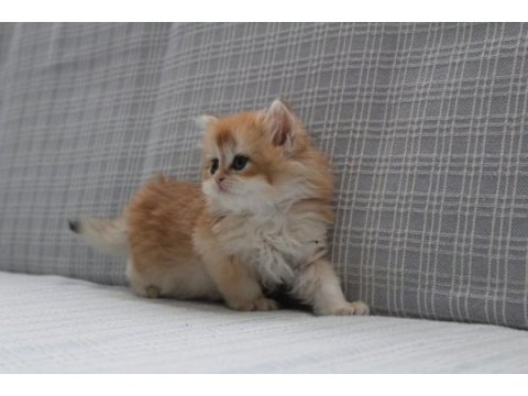 Ny12 şecereli british longhair