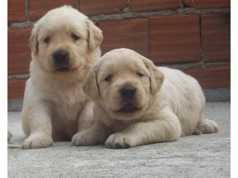 Golden retriever köpeği yavrular