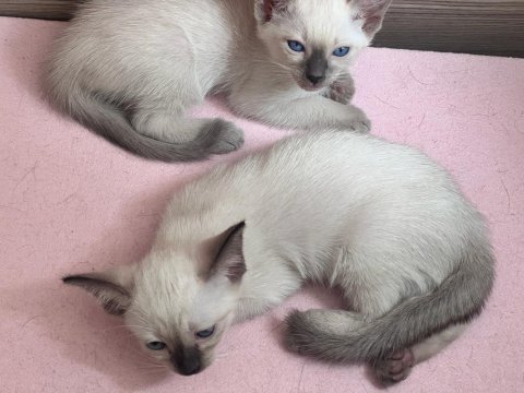 2 aylık dişi siyam kedilerimiz yuvalarını bekliyor