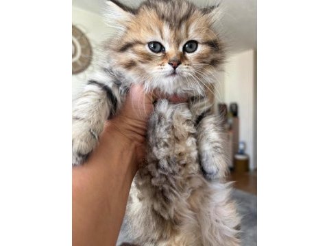 Black golden british longhair