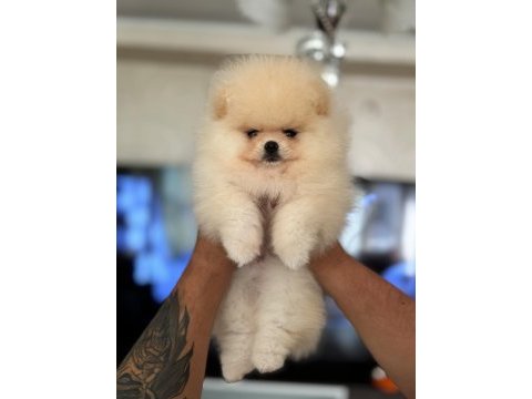 Show class baby face pomeranian boo
