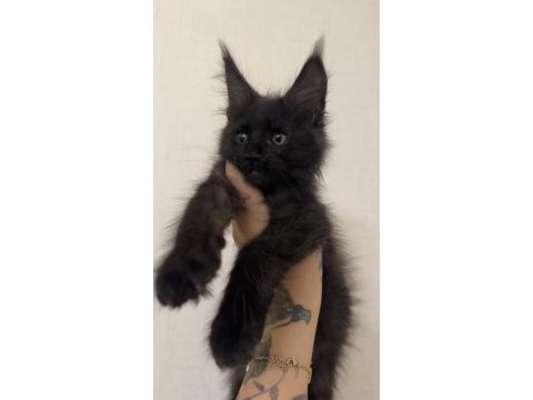 Polydactyly maine coon bebekler