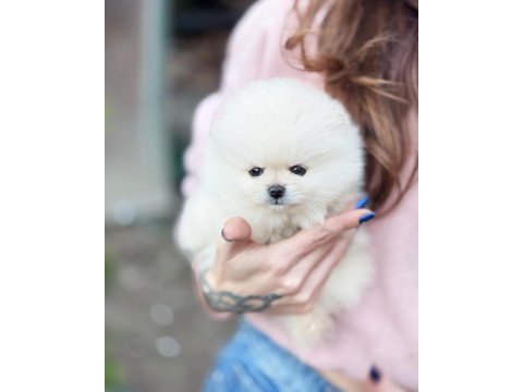 Boncuk gözlü pomeranian boo yavrusu