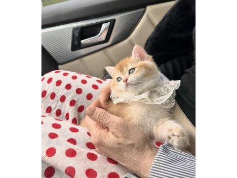 Saf kan golden british shorthair yavrular (wcf kayıtlı)