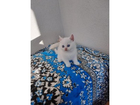 2 aylık british shorthair beyaz yavrular