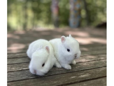 Netherland dwarf cüce tavşan