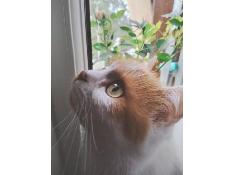 British longhair kırması dostlarımız yuva arıyor