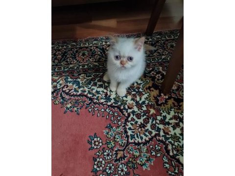 Dişi yavru exotic shorthair