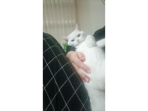 Ücretsiz sahiplendirme british shorthair erkek