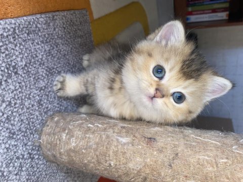 Golden british shorthair bebekler teslime hazır