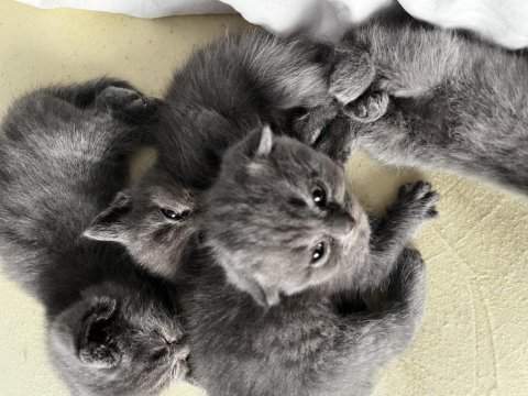 Saf kan british shorthair yavruları