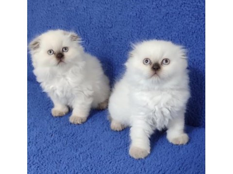 Scottish fold losgheyr yavrular teslime hazırdır
