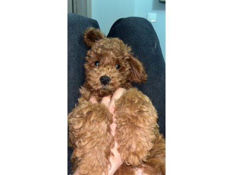 Toy poodle aciliyeti var