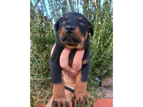 A kalite doberman yavrular