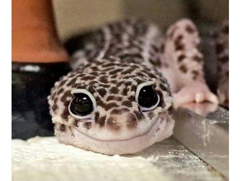 Evcil leopard geckolar