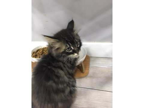 3 tane tekir kedimiz için yuva arıyoruz