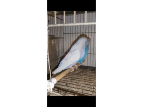 Jumbo takım muhabbet kuşu