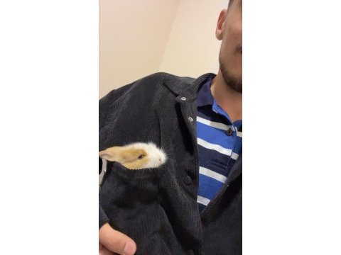 Manisa aslanbaş ve lop yavru tavşanlar