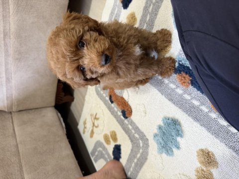 Toy poodle köpeklerimiz
