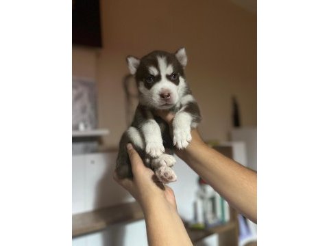 Harika husky köpekler