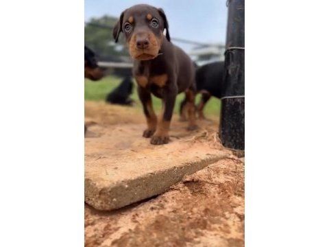 Doberman yavruları