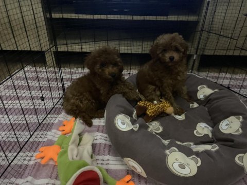 Kendi yavrularım toy poodle