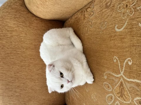 Sakin uyumlu scottish fold