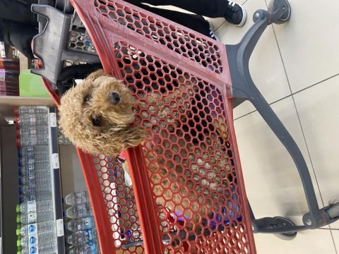 Çok akıllı 2 yaşında toy poodle