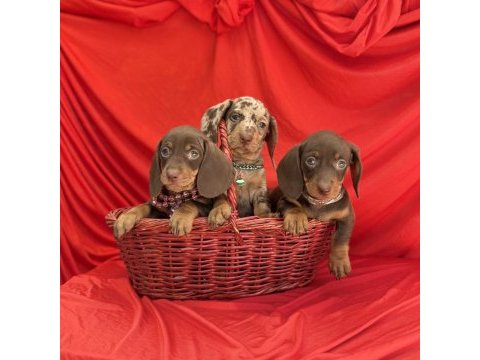 Son gözdesi egzotik görüntüsü dachshund sosis