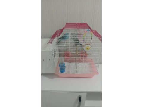 İki adet kafesle birlikte muhabbet kuşu